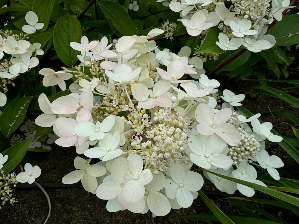 Hydrangea paniculata 'Wim's Red' 06.jpeg