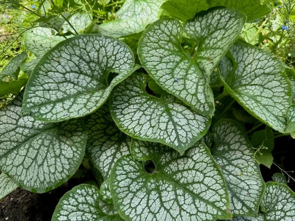 Brunnera macrophylla ‘Jack Frost’ (Heartleaf Brunnera) — Northwest Blooms