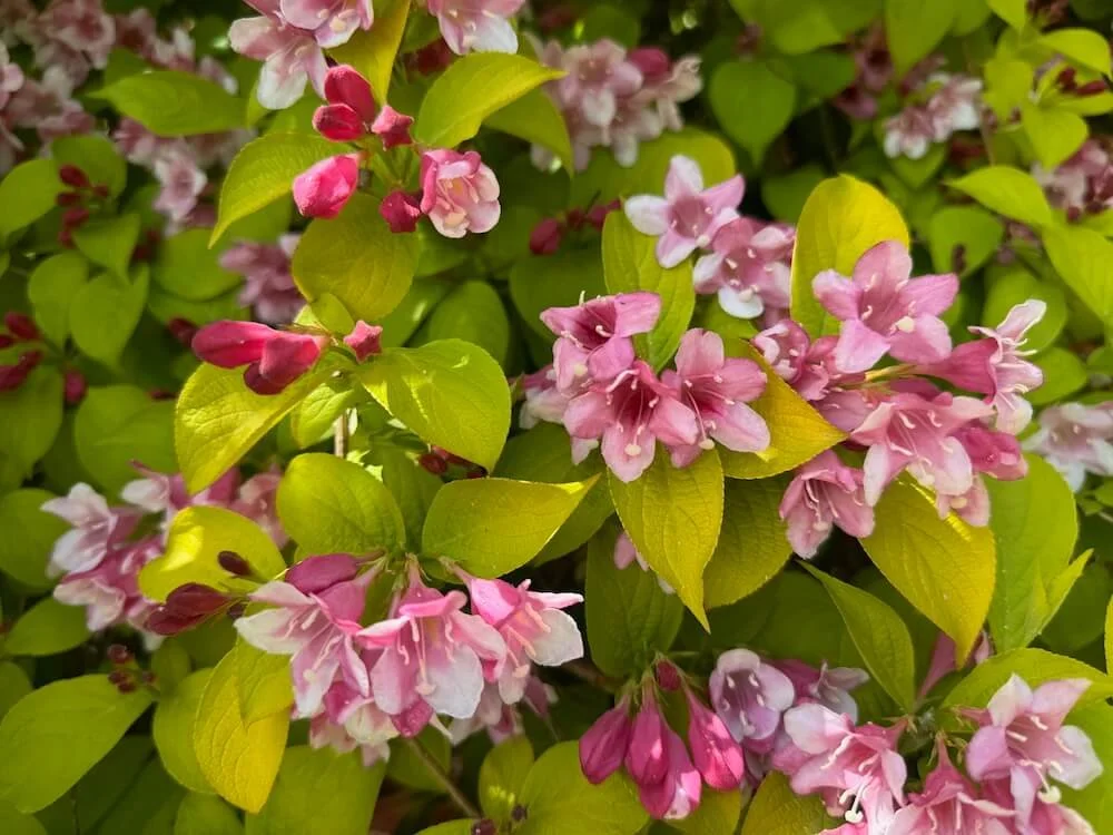 Weigela 'Looymansii Aurea' 01.jpeg