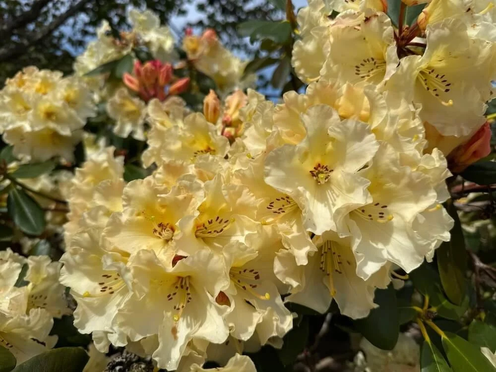 Rhododendron 'Evening Glow' 06.jpeg