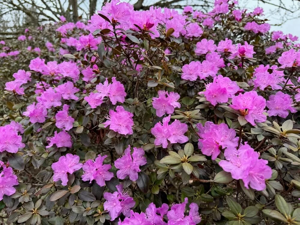 Rhododendron x 'PJM' 03.jpeg