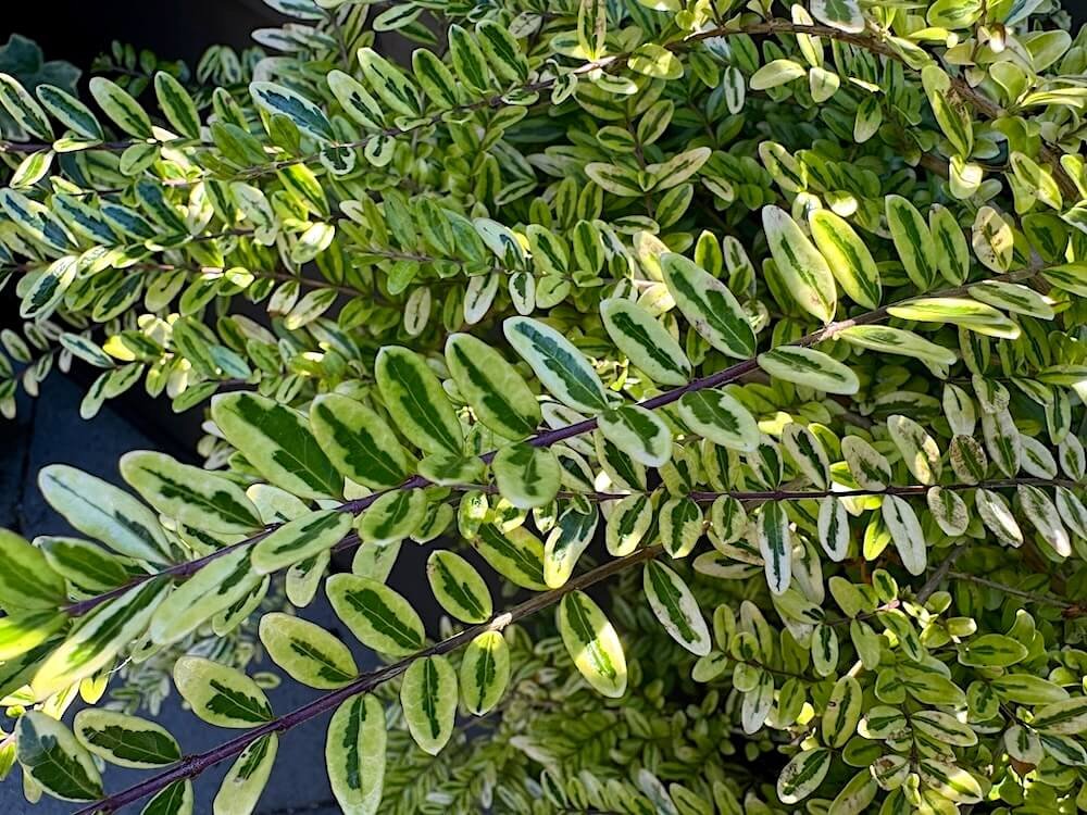 Lonicera ligustrina 'Lemon Beauty' 04.jpeg