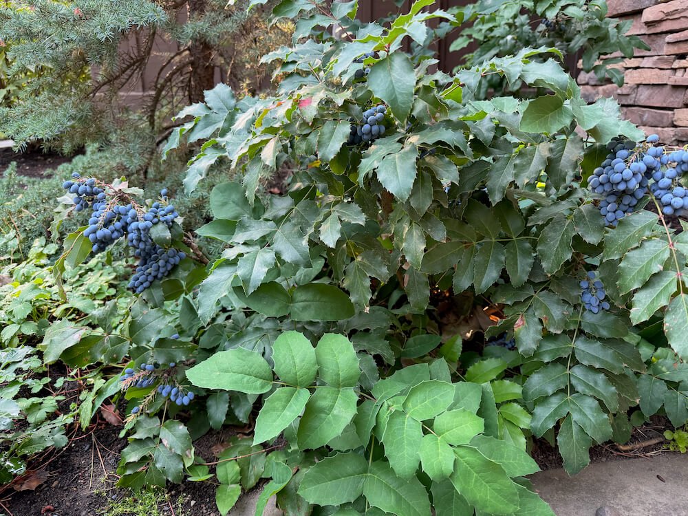 Mahonia repens 02.jpeg