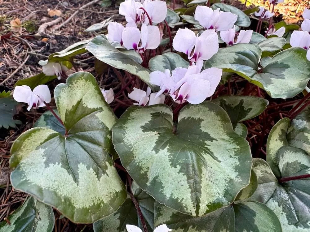 Cyclamen coum subsp.coum f.pallidum 'Album' 03.jpeg