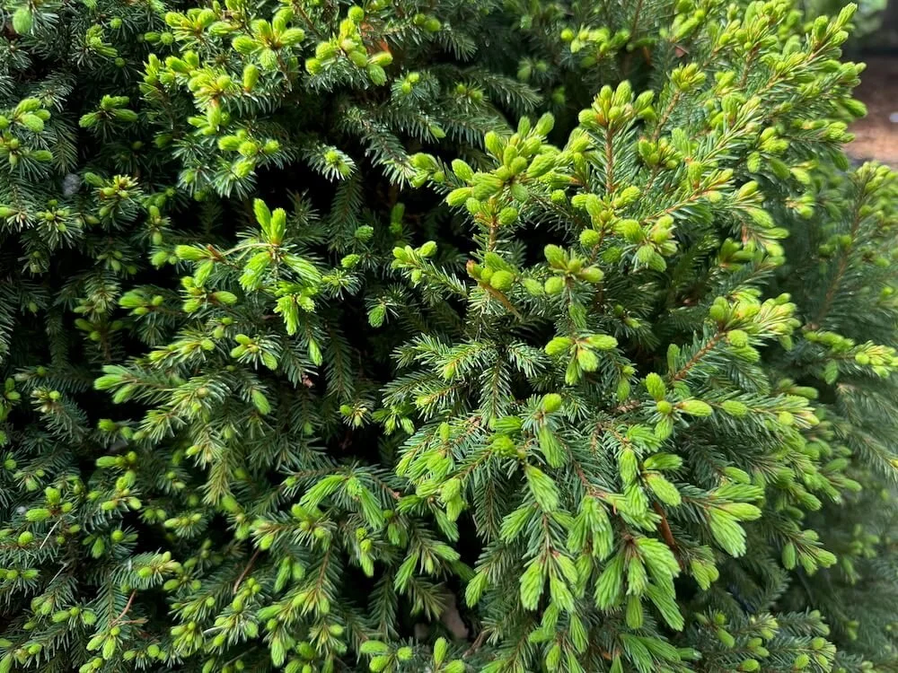 Picea mariana 'Ericoides' 02.jpeg