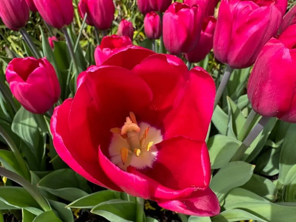 Tulipa 'Puma' 01.jpeg