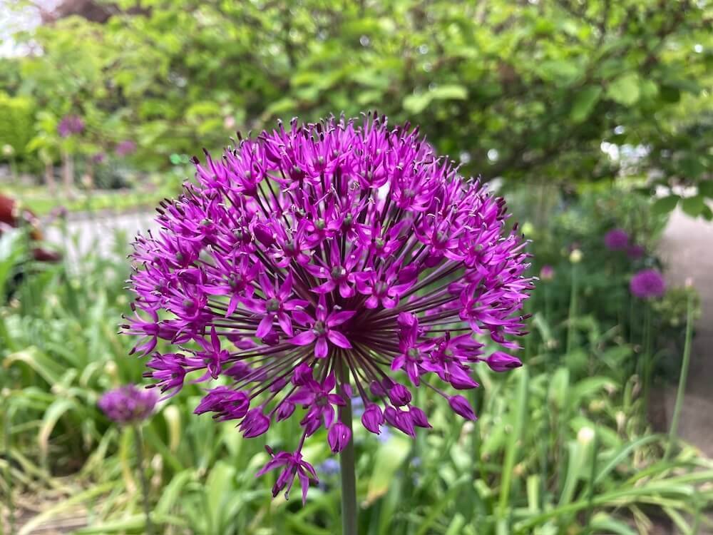 Allium aflatunense 'Purple Sensation' 01.jpeg