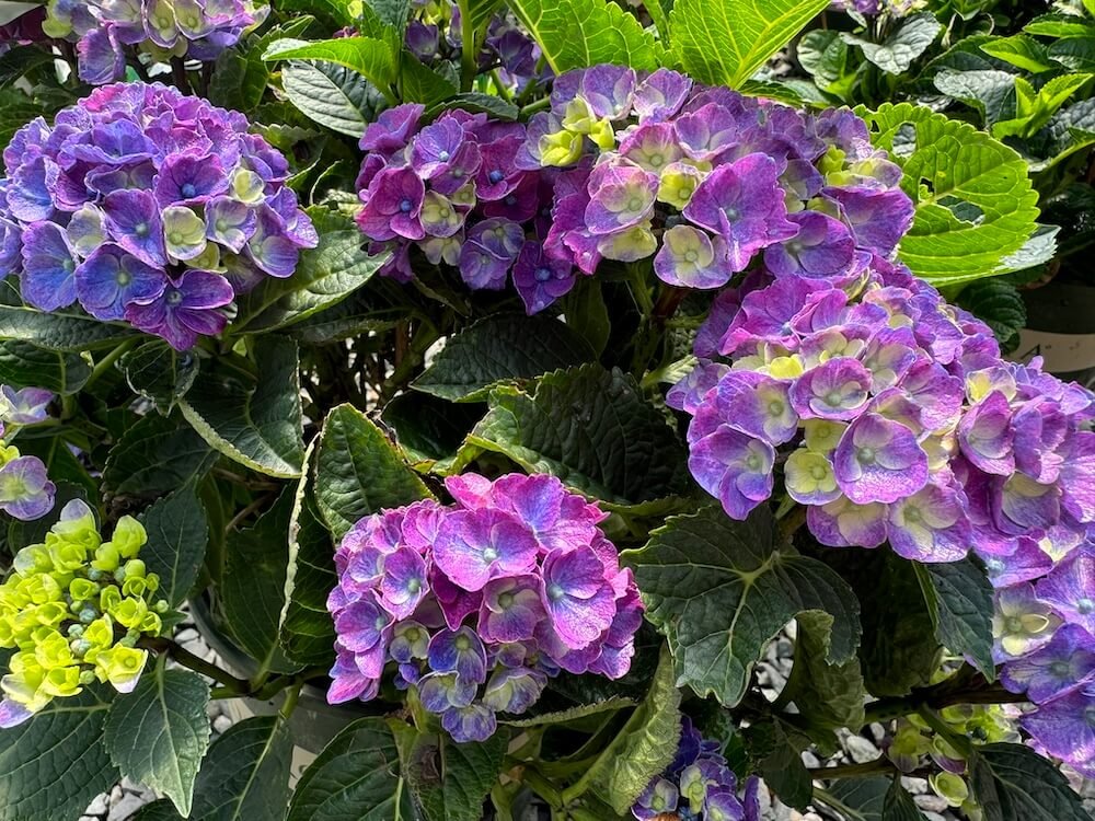 Hydrangea macrophylla 'HORTMANI' 02.jpeg