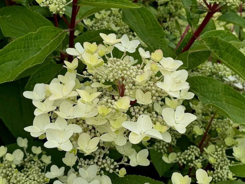 Hydrangea paniculata 'Wim's Red' 03.jpeg