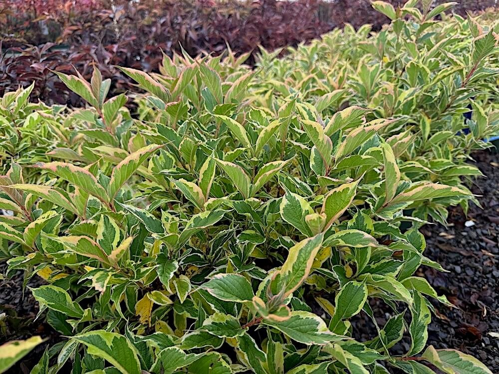 Weigela florida 'Morcolzam' 02.jpeg