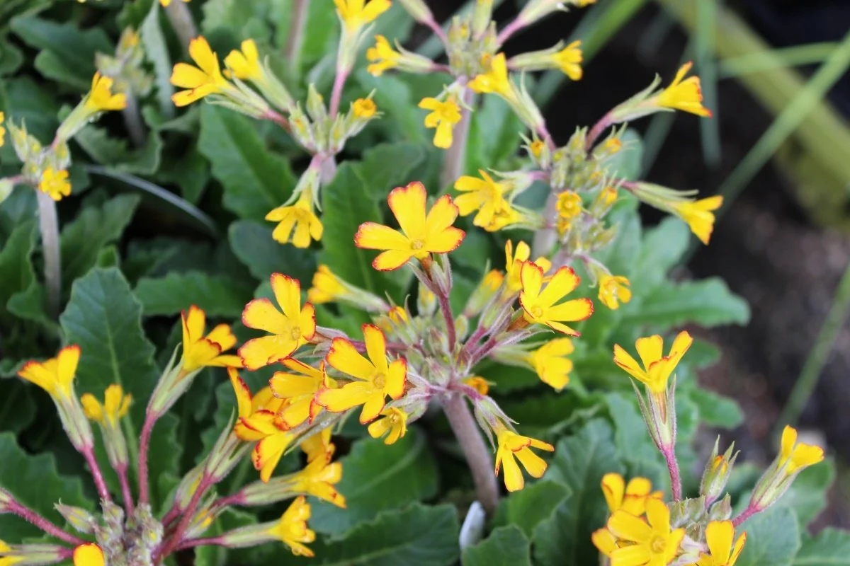 Primula 01.jpg