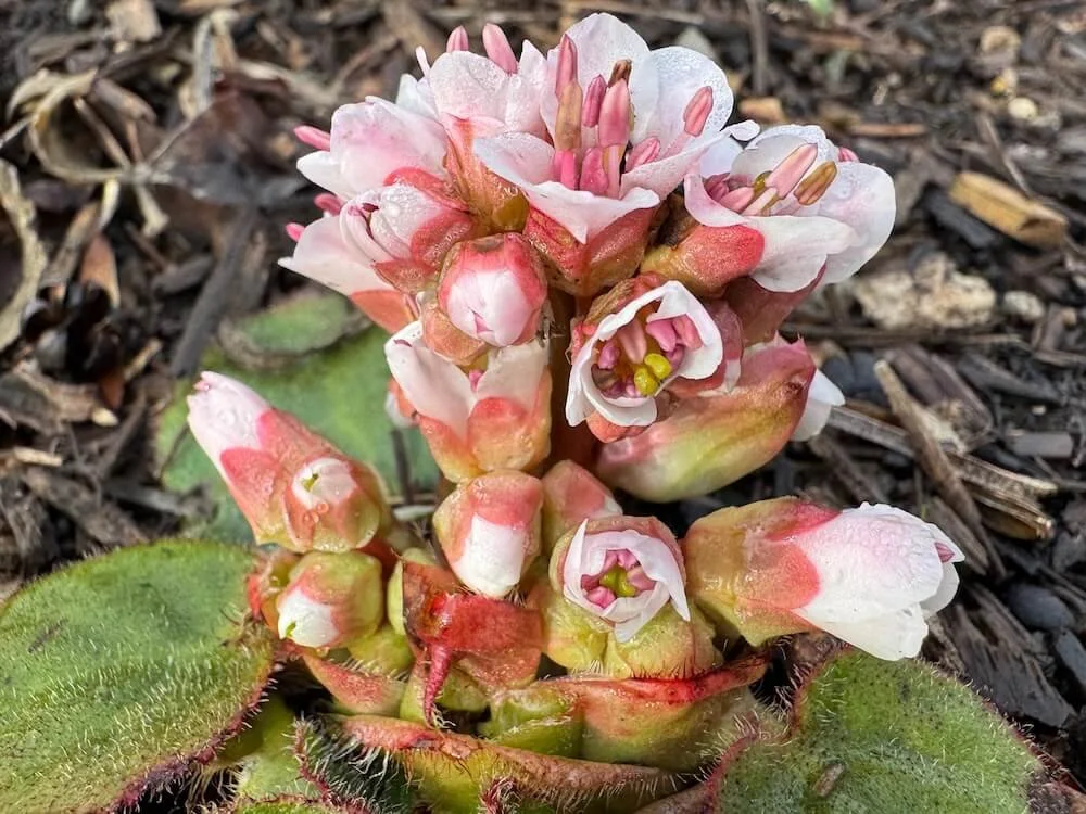 Bergenia ciliata 'Dumbo' | Dumbo Bergenia