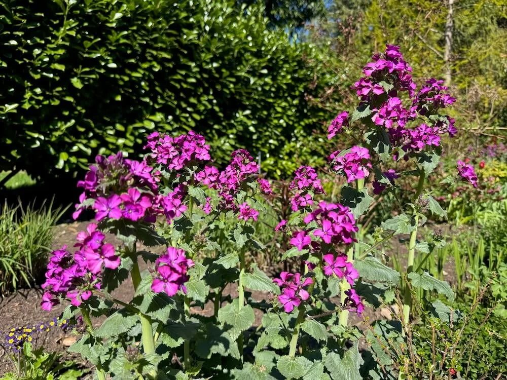 Lunaria annua 02.jpeg