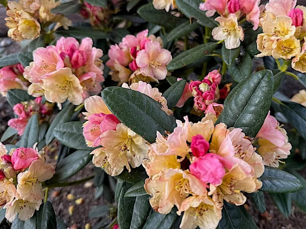 Rhododendron 'Percy Wiseman' 04.jpeg