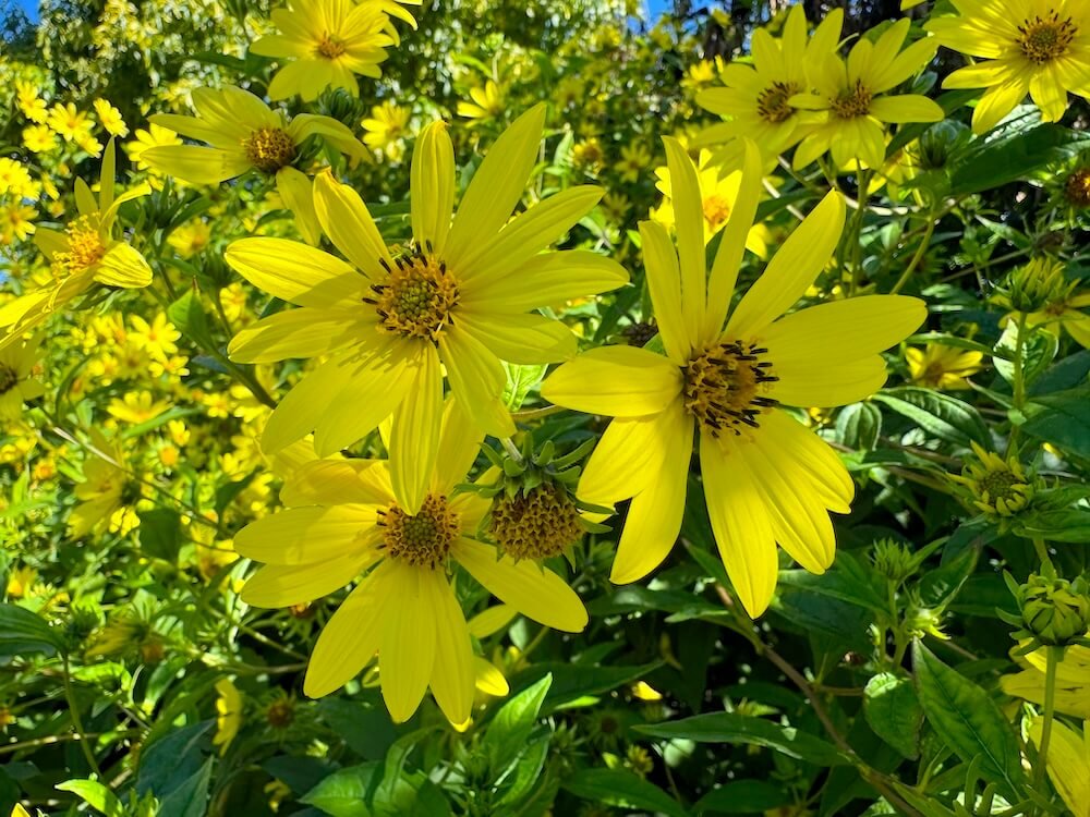 Helianthus salicifolius 'Lemon Queen' 01.jpeg