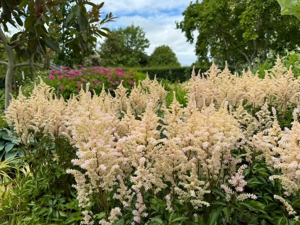 Astilbe x arendsii 'Washington' 04.jpeg