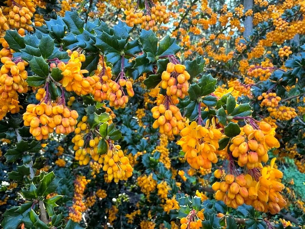 Berberis darwinii 01.jpeg