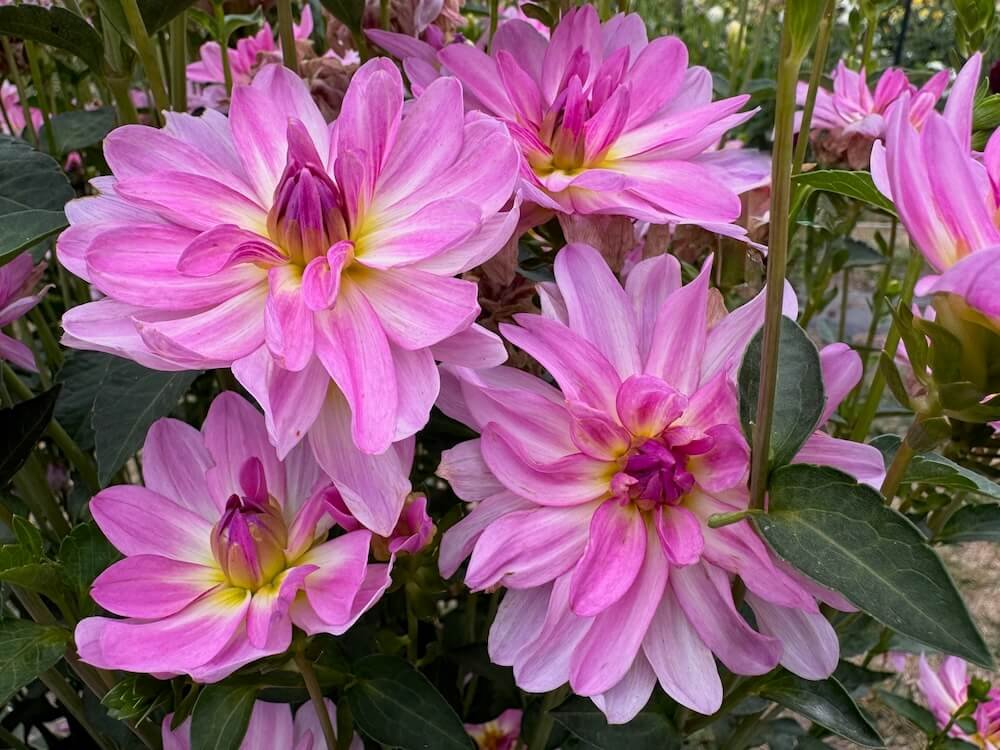 Dahlia 'Missy Sue' | Missy Sue Dahlia