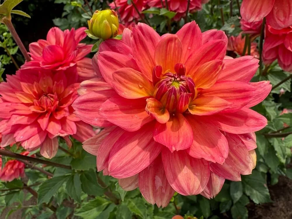 Dahlia 'Lora Ashley' 04.jpeg