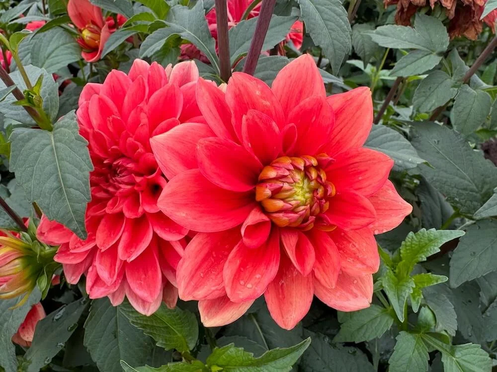 Dahlia 'Hot Rod' 01.jpeg