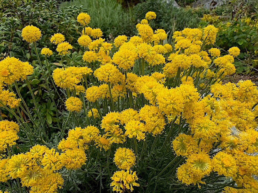 Santolina chamaecyparissus 'Pretty Carroll' 02.jpeg