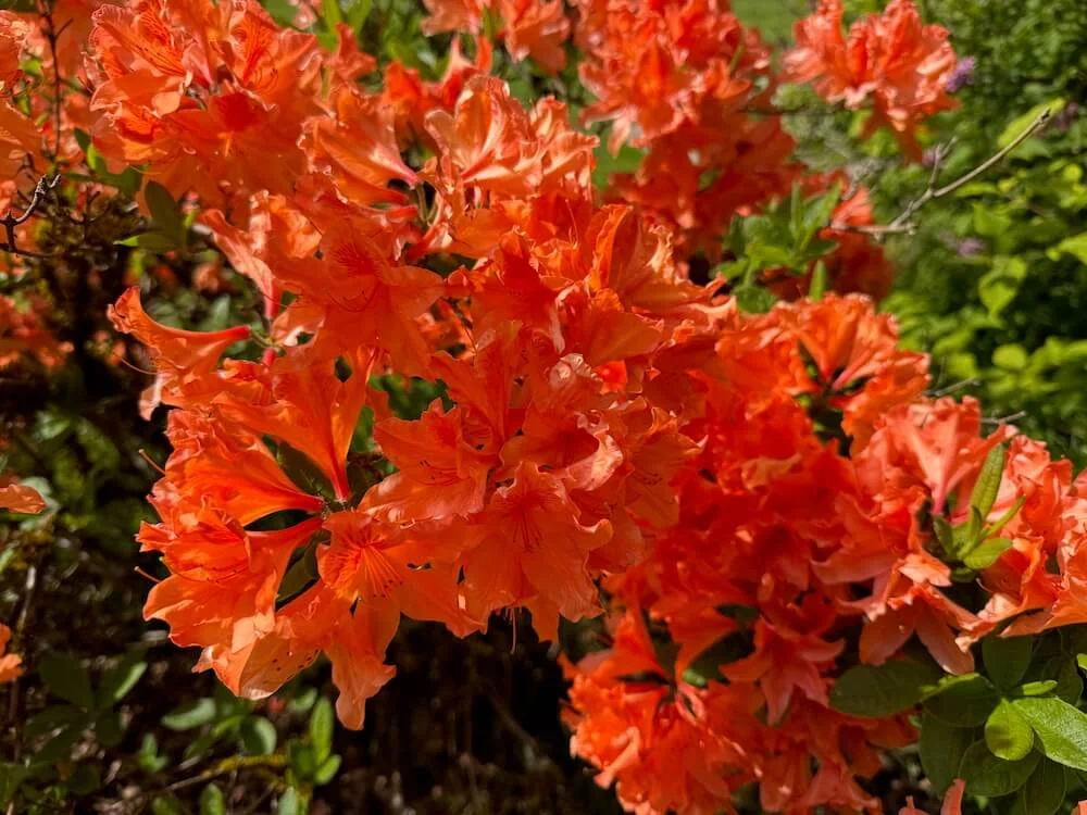 Rhododendron × molle ‘Koster’s Brilliant Red’ 01.jpeg