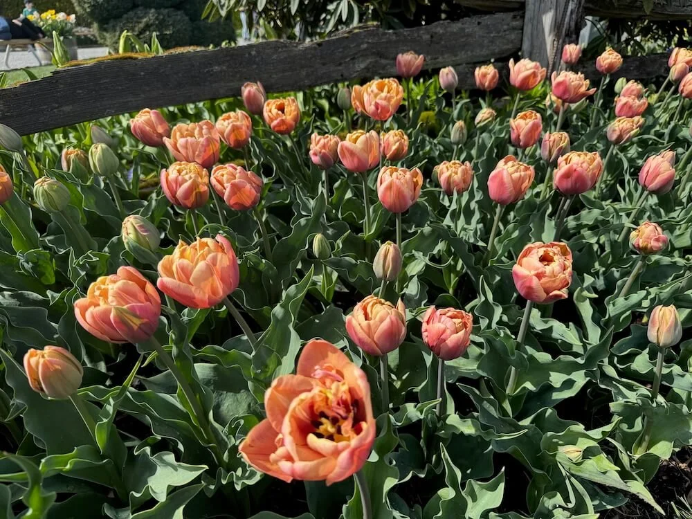 Tulipa 'La Belle Epoque' 03.jpeg