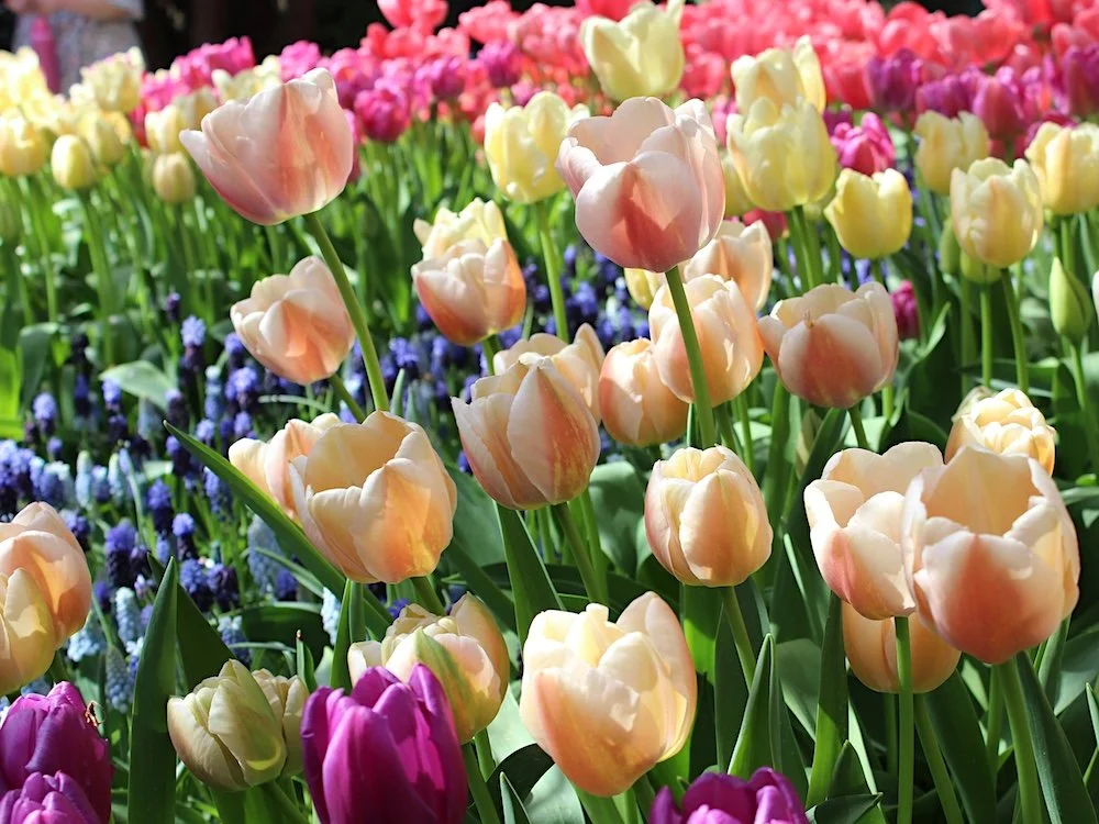 Tulipa 'Apricot Foxx' 03.JPG