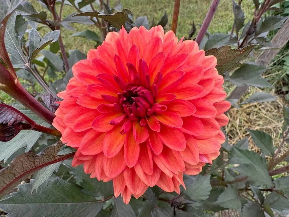 Dahlia 'Orange Pekoe' 02.jpeg