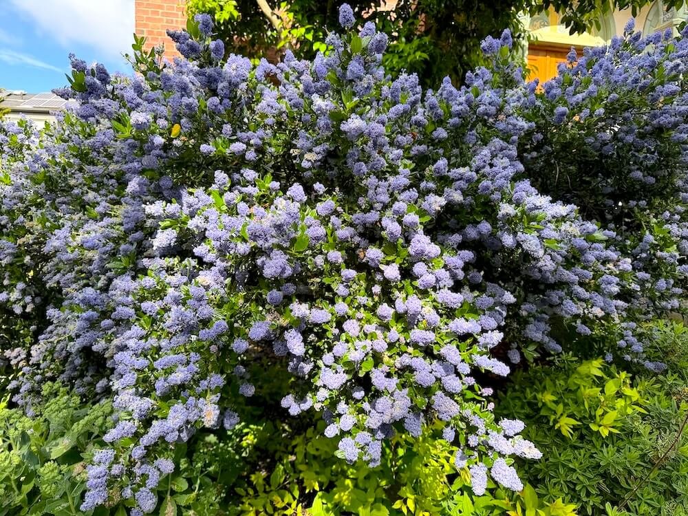 Ceanothus thyrsiflorus 'Victoria' 02.jpeg
