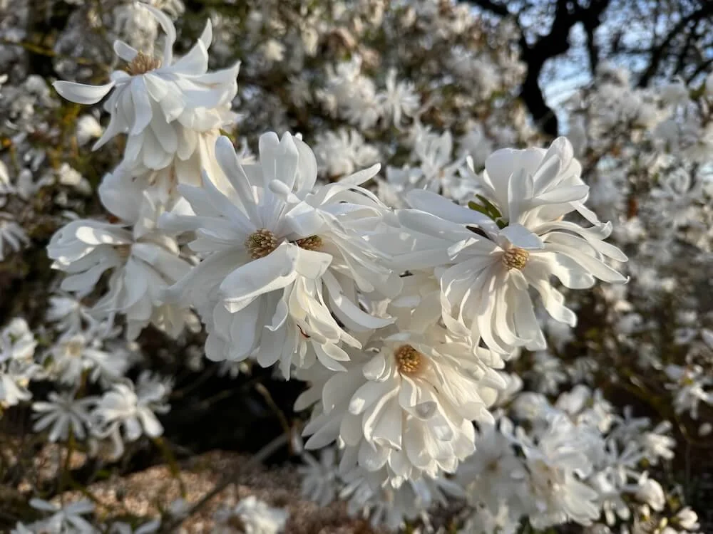 Magnolia stellata 'Royal Star' 01.jpeg