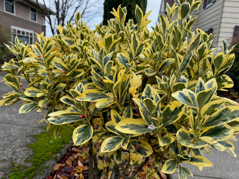 Euonymus japonicus 'Aureo Marginata' 04.jpeg