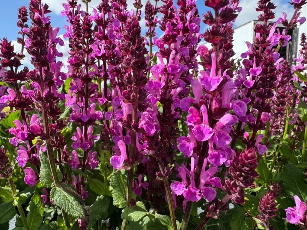 Salvia nemorosa 'Rose Marvel' 02.jpeg