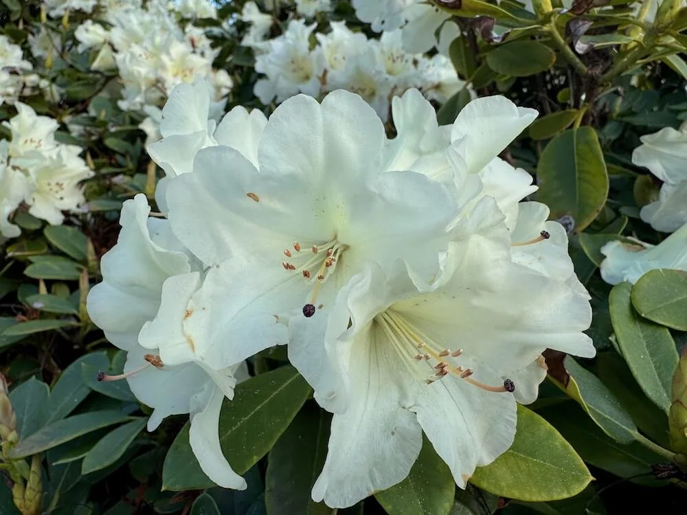 Rhododendron × ‘Unique’ 01.jpeg