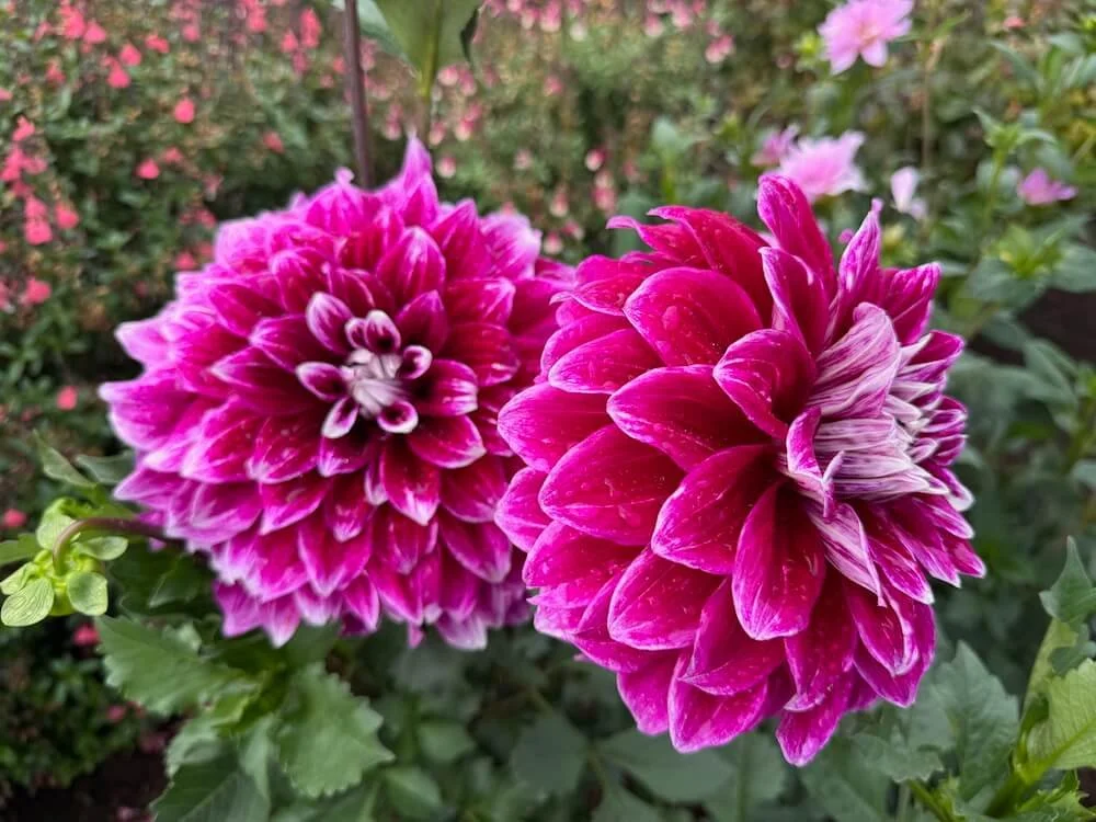 Dahlia 'Uncle B' 03.jpeg