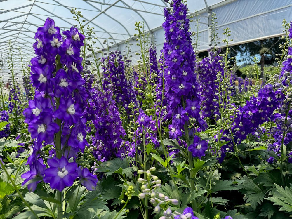 Delphinium elatum 'Aurora Deep Purple' 03.jpeg