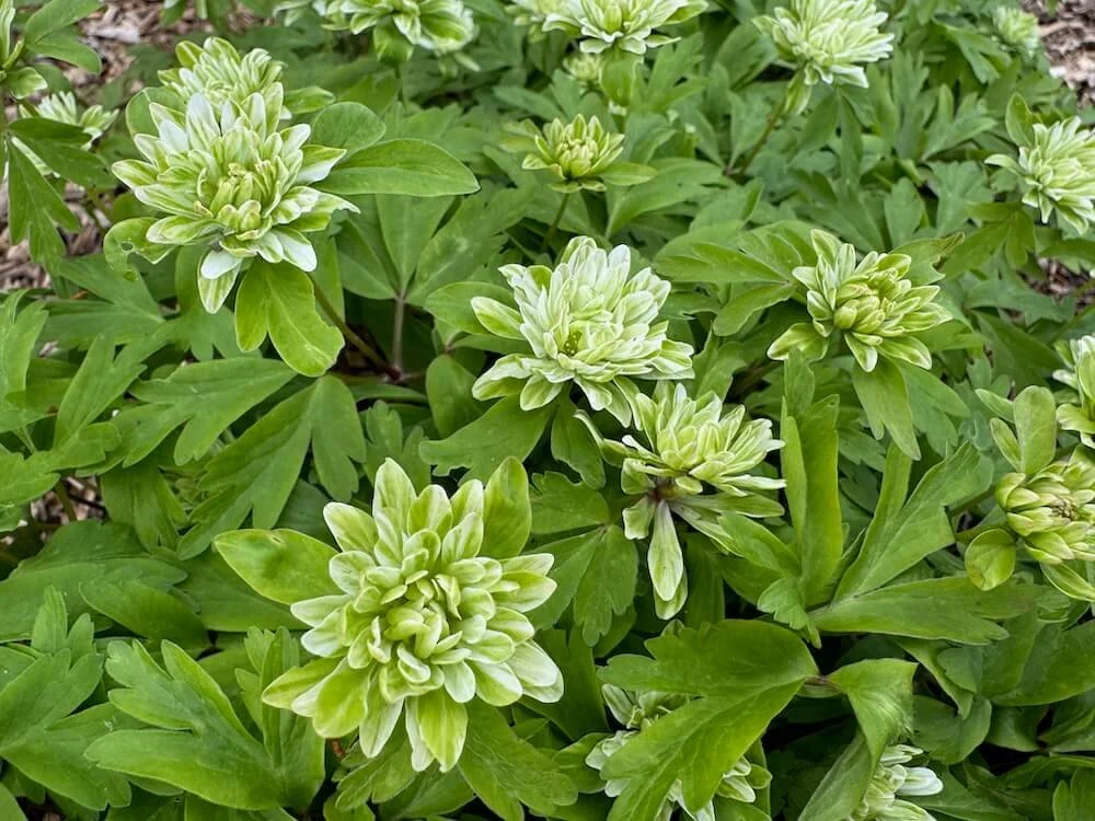 Anemone nemorosa 'Green Dragon' 02.jpeg