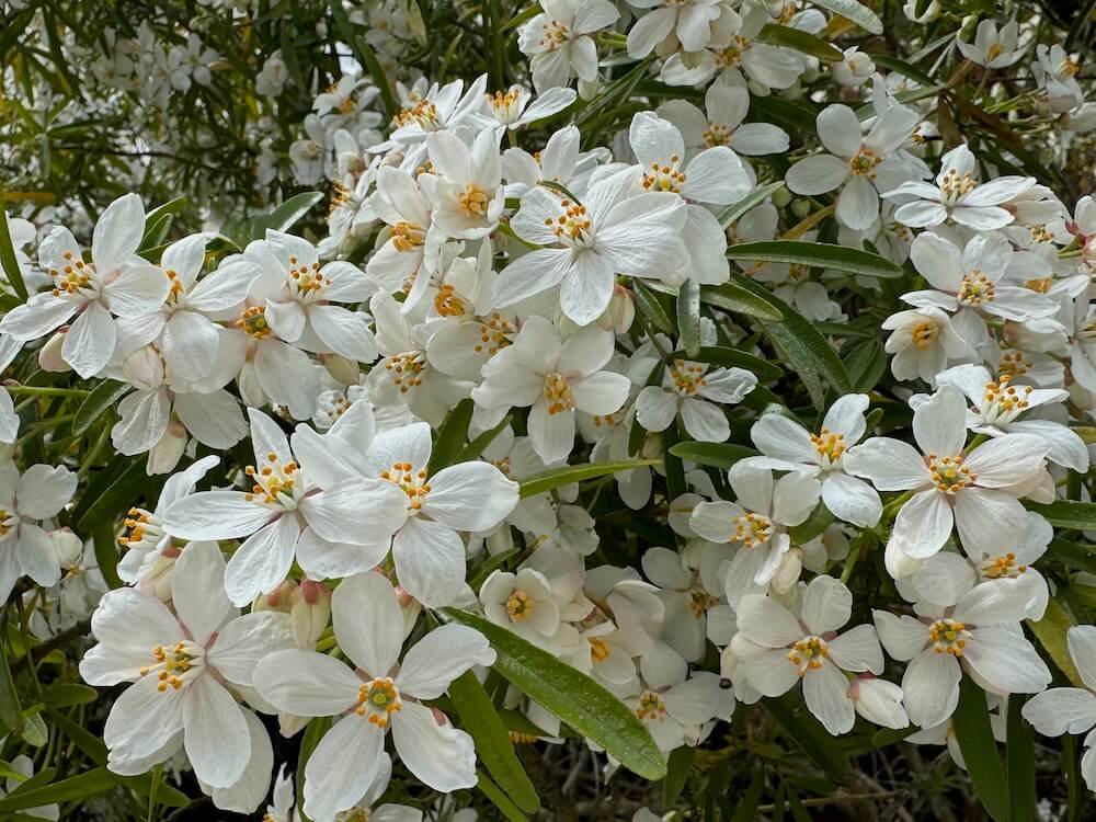 Choisya x dewitteana 'Aztec Pearl' | Aztec Pearl Mexican Orange Blossom