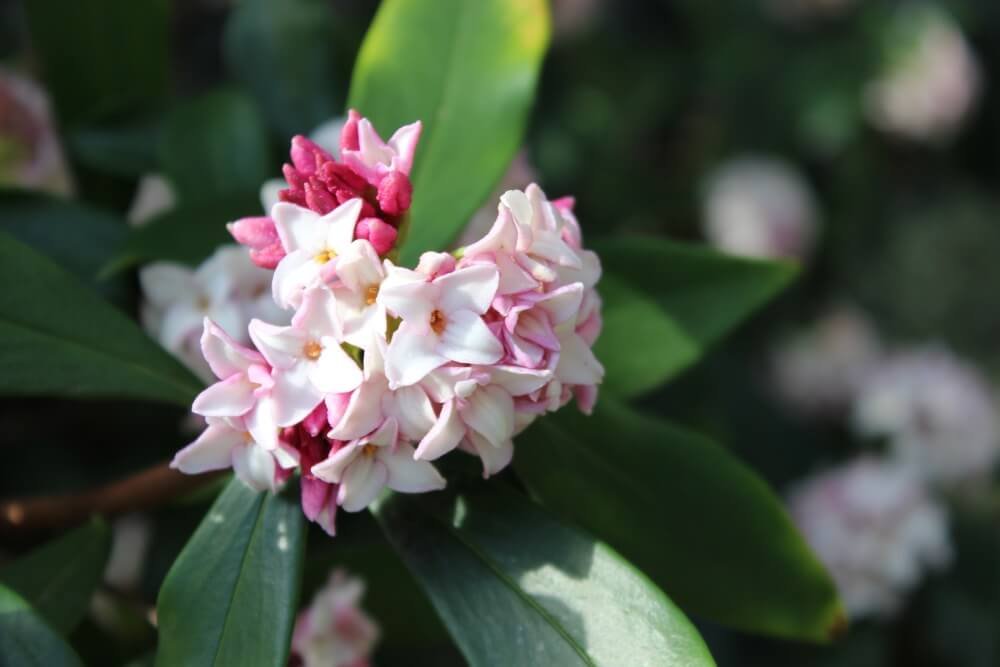 Daphne odora | Winter Daphne