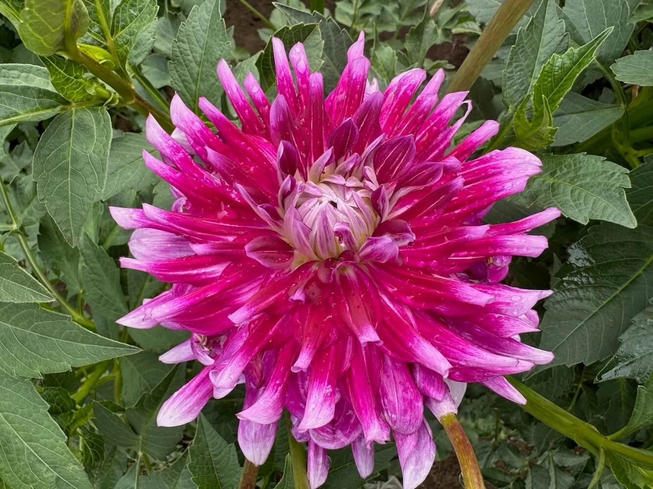 Dahlia 'Glamour Girl' 02.jpeg