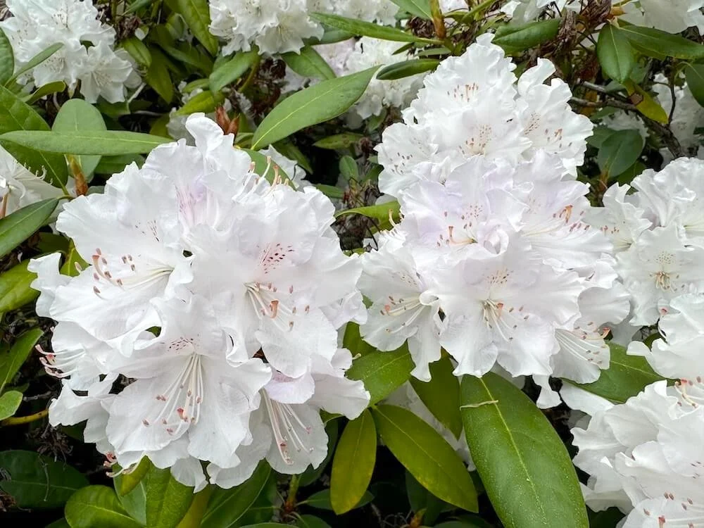 Rhododendron aberconwayi 04.jpeg