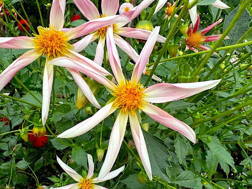 Dahlia 'Sungate's Twilight' 01.jpeg