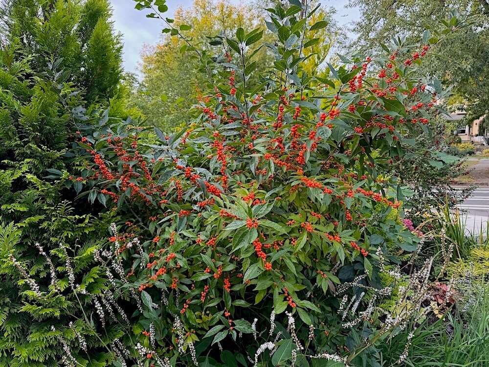 Ilex verticillata 'Afterglow' 03.jpeg