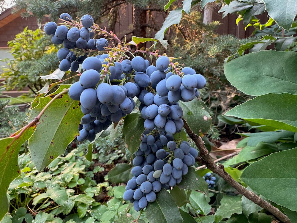 Mahonia repens | Creeping Oregon Grape