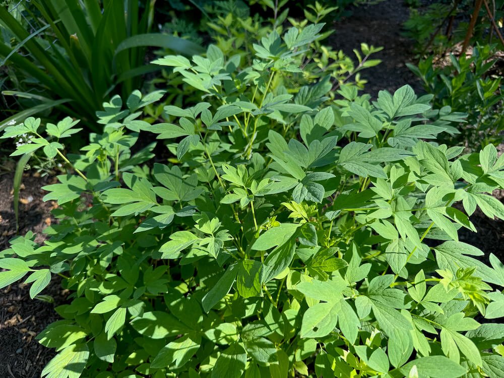 Corydalis solida subsp.solida 'Beth Evans' 03.jpeg