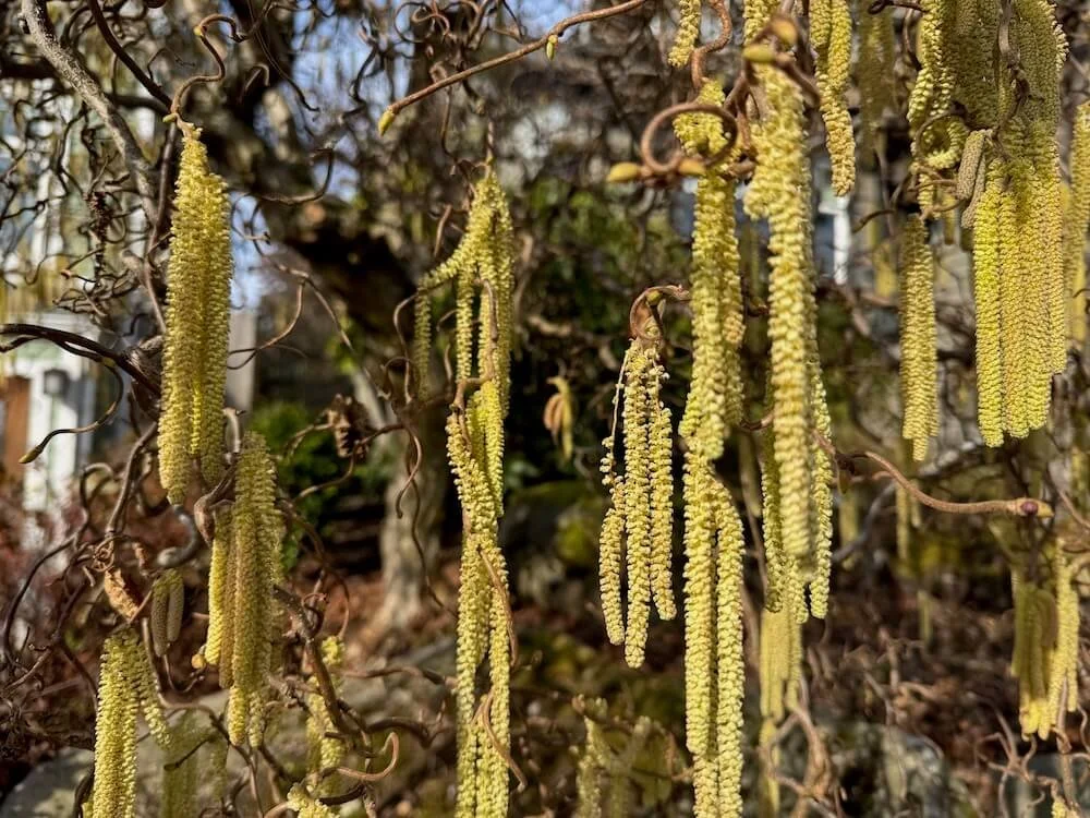 Corylus avellana 'Contorta' | Harry Lauder's Walking Stick