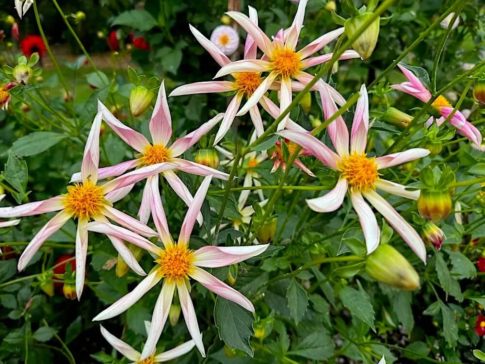 Dahlia 'Sungate's Twilight' 03.jpeg