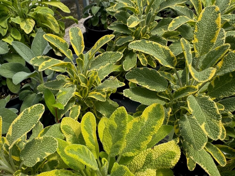 Salvia officinalis 'Icterina' 02.jpeg