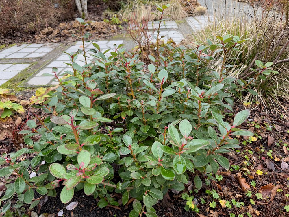 Vaccinium glaucoalbum 03.jpeg