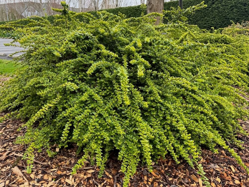 Lonicera pileata 03.jpeg